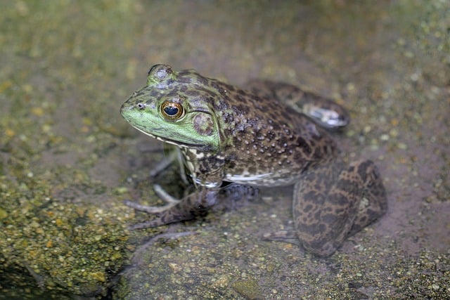 frog in pond